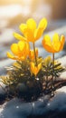 A group of yellow flowers sitting on top of a snow covered ground, winter aconite flowers. Royalty Free Stock Photo