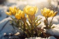 A group of yellow flowers sitting on top of snow covered ground, winter aconite flowers. Royalty Free Stock Photo