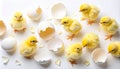 Group of Yellow Fluffy Chicks Standing Around Broken Eggshells on White Background Royalty Free Stock Photo