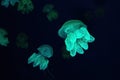 Group of yellow fluorescent jellyfish swimming underwater aquarium pool Royalty Free Stock Photo