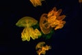 Group of yellow fluorescent jellyfish swimming underwater aquarium pool Royalty Free Stock Photo