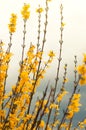 Group of yellow Forsythia flowers towards blue sky in a garden in a spring day Royalty Free Stock Photo