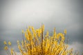 Group of yellow Forsythia flowers towards blue sky in a garden in a spring day Royalty Free Stock Photo