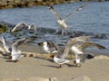 Group of Yellow-legged Gull and black-headed gull in beach Royalty Free Stock Photo