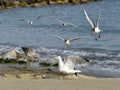Group of Yellow-legged Gull and black-headed gull in beach Royalty Free Stock Photo