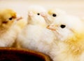 Group of yellow little chicks Royalty Free Stock Photo