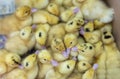 Group of yellow little ducks