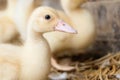 Group of yellow lovely ducklings in a farm.Baby ducks are called ducklings and a group of ducklings being cared for by their