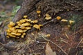 Group of yellow mushroom (Xeromphalina campanella