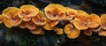 Group of Yellow Mushrooms on Tree Stump Royalty Free Stock Photo