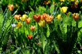 Group of yellow and orange tulips in the garden