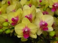 Group of yellow orchids with pink pollen centers in full bloom