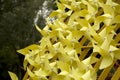 Group yellow paper wheels decoration on wood