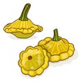 Group of Yellow Patty Pan squash. Cartoon style