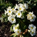 Group of yellow Primroses flowering in the spring sunshine Royalty Free Stock Photo