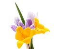 Group of yellow and purple crocuses Royalty Free Stock Photo