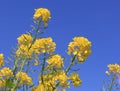 A group yellow rapeseed flowers with a blue background