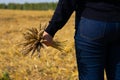 Group of yellow ripe dried wheat stems in female hands. Agricultural field after reaping as seasonal works in autumn time. Harvest Royalty Free Stock Photo