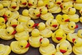 Group of yellow rubber ducks closeup view. Rubber duck race festival concept Royalty Free Stock Photo