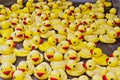 Group of yellow rubber ducks closeup view. Rubber duck race festival concept Royalty Free Stock Photo