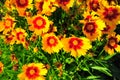 Group of yellow and rust colored dasies Royalty Free Stock Photo