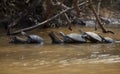 Group of Yellow-spotted river turtles Podocnemis unifilis floating on top of log, Bolivia