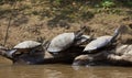 Group of Yellow-spotted river turtles Podocnemis unifilis sunbaking on top of log, Bolivia