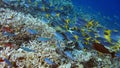 Group of yellow tail fusilier, Caesio cuning, swimming slowly above the beautiful Cabbage Leather Coral on the reef edge