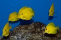 Group of Yellow Tang fish Royalty Free Stock Photo