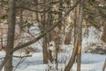 A group of yellow tits birds is in the tetrapack package feeder house in the park in winter Royalty Free Stock Photo