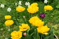 Group of yellow tulips in bloom in the spring garden on the background of white daffodils Royalty Free Stock Photo