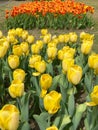 Group of yellow tulips in the field. Parco SigurtÃ , Valeggio sul Mincio, Verona