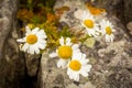 A group of yellow and white oxeye daisys flowers in the summer sun Royalty Free Stock Photo