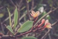 Group of yellow white and pink flowers (Frangipani, Plumeria) Royalty Free Stock Photo