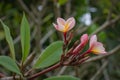 Group of yellow white and pink flowers (Frangipani, Plumeria) Royalty Free Stock Photo