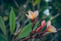 Group of yellow white and pink flowers (Frangipani, Plumeria) Royalty Free Stock Photo