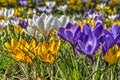 Group of yellow, white and purple crocuses Royalty Free Stock Photo