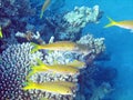 In the group Yellowfin goatfish at the edge of the reef 0330