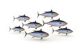 Group of yellowfin tuna