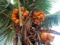 a bunch of yellowish orange coconuts hanging from a coconut tree Royalty Free Stock Photo