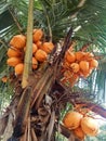 a bunch of yellowish orange coconuts hanging from a coconut tree Royalty Free Stock Photo