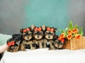 A group of Yorkshire Terrier puppies are sitting in a wicker basket with orange tulips Royalty Free Stock Photo