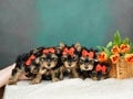 A group of Yorkshire Terrier puppies are sitting in a wicker basket with orange tulips Royalty Free Stock Photo