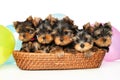 Group of Yorkshire Terrier puppies in a wicker basket