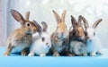 group of young adorable rabbits, young fluffy bunny in sudio Royalty Free Stock Photo