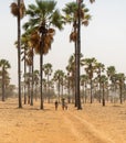 Group of young African walking with buckets through the palm trees