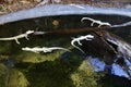 Young Albinos Alligators family gather near the edge of a pond, St. Augustine Alligator farm, St. Augustine, FL Royalty Free Stock Photo