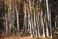 Group of young aspen tree trunks.