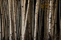 Group of young aspen tree trunks.