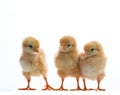 group of young babies livestock chicken isolated white background Royalty Free Stock Photo